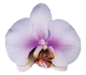 گل ارکیده فالانوپسیس اوکایاما